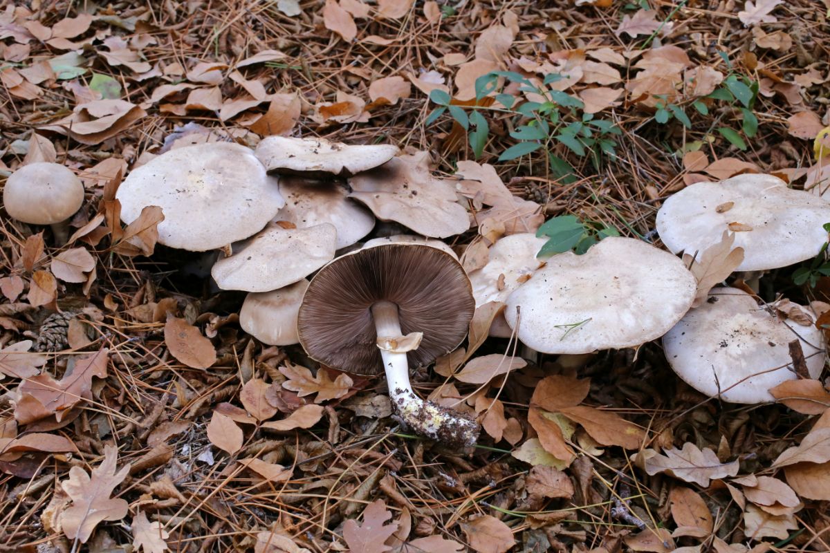 Agaricus xanthodermus