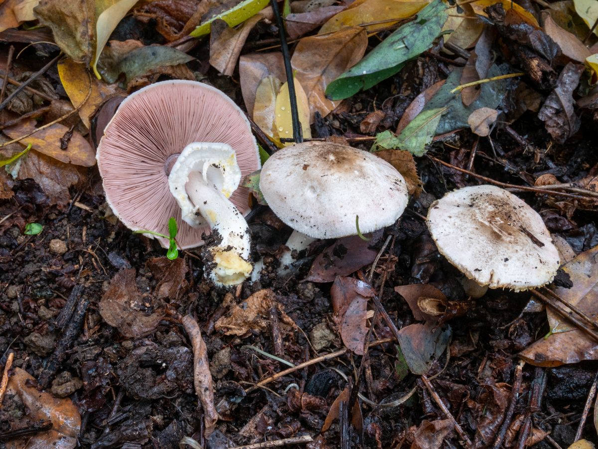 yellow stainer mushroom is toxic