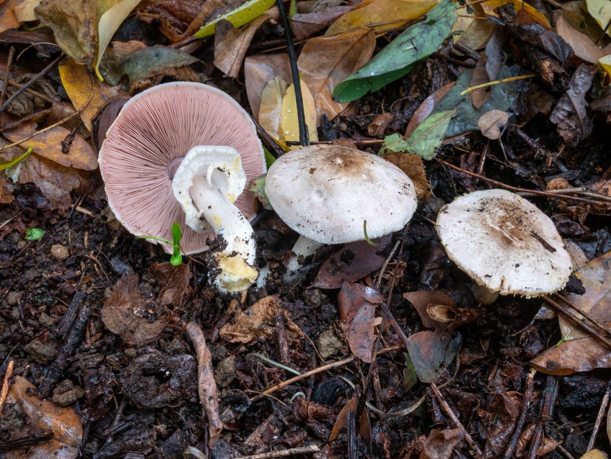 yellow stainer stem skirt