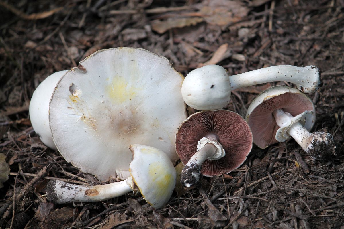 yellow stainer mushroom