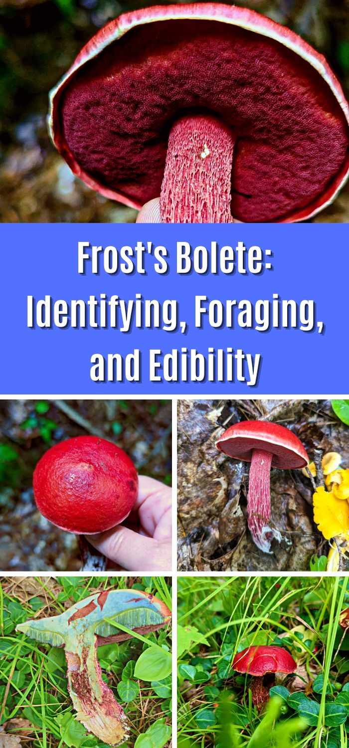 Frost's Bolete Identifying, Foraging, and Edibility Mushroom