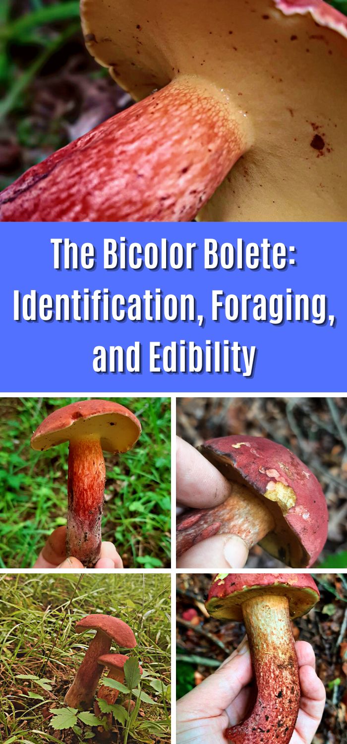 The Bicolor Bolete Identification, Foraging, and Edibility Mushroom