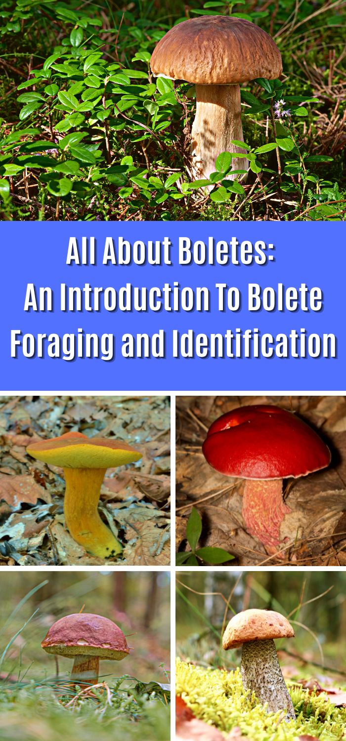 All About Boletes An Introduction To Bolete Foraging and