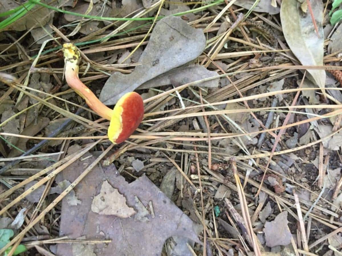 Hortiboletus rubellus 