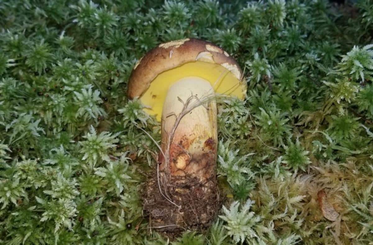 Boletus speciosus