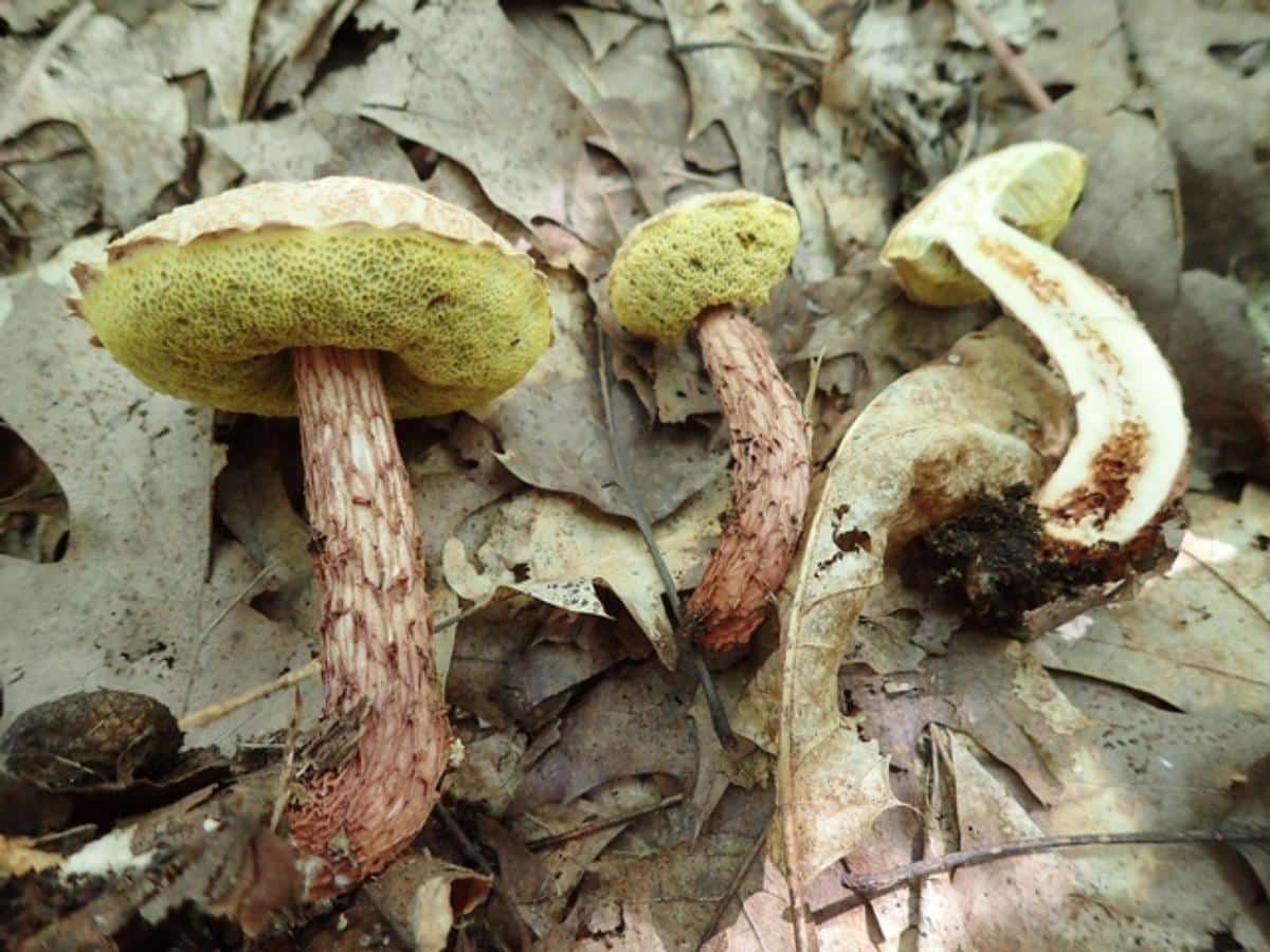 Russell's Bolete (Aureoboletus russellii)