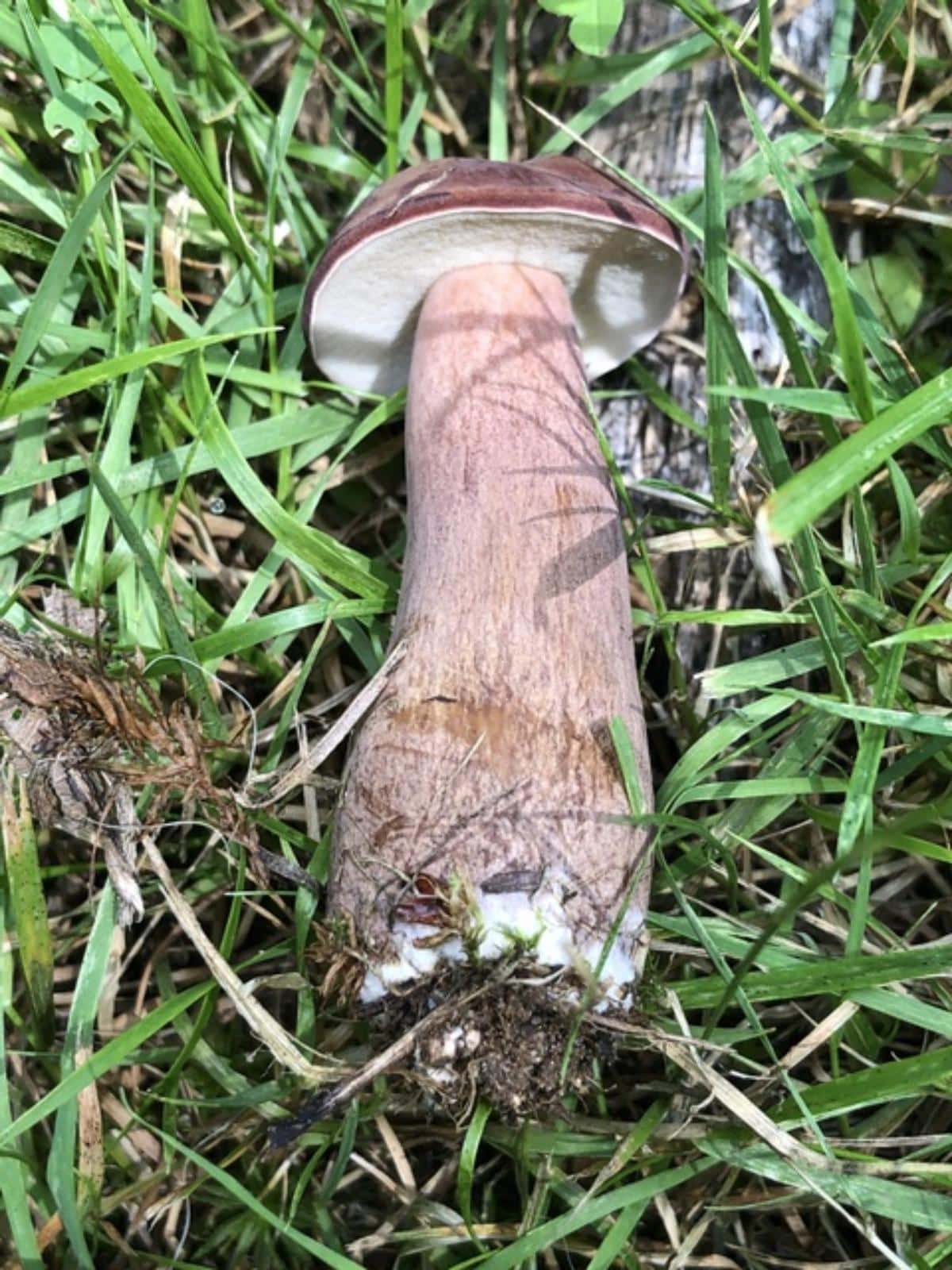 Tylopilus badiceps