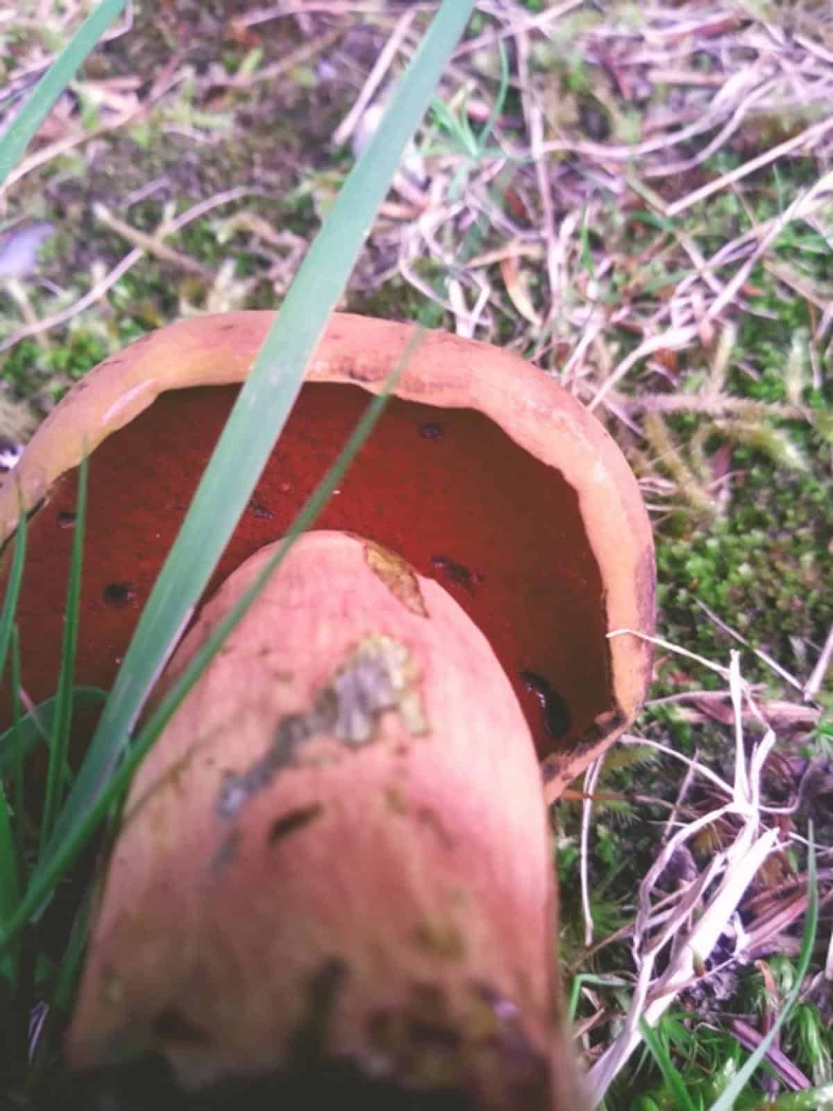 Boletus flammans