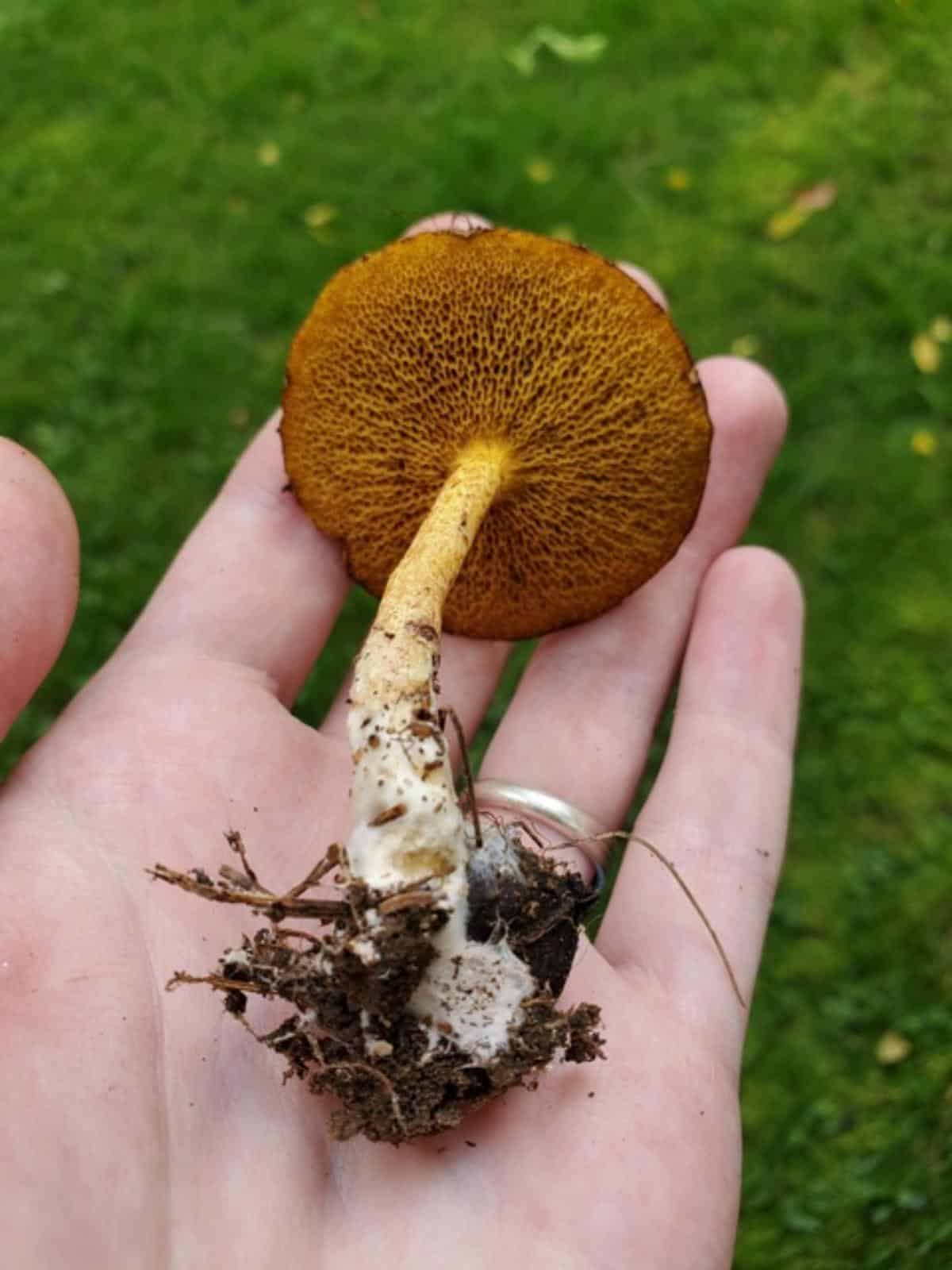 chicken fat mushroom Suillus americanus