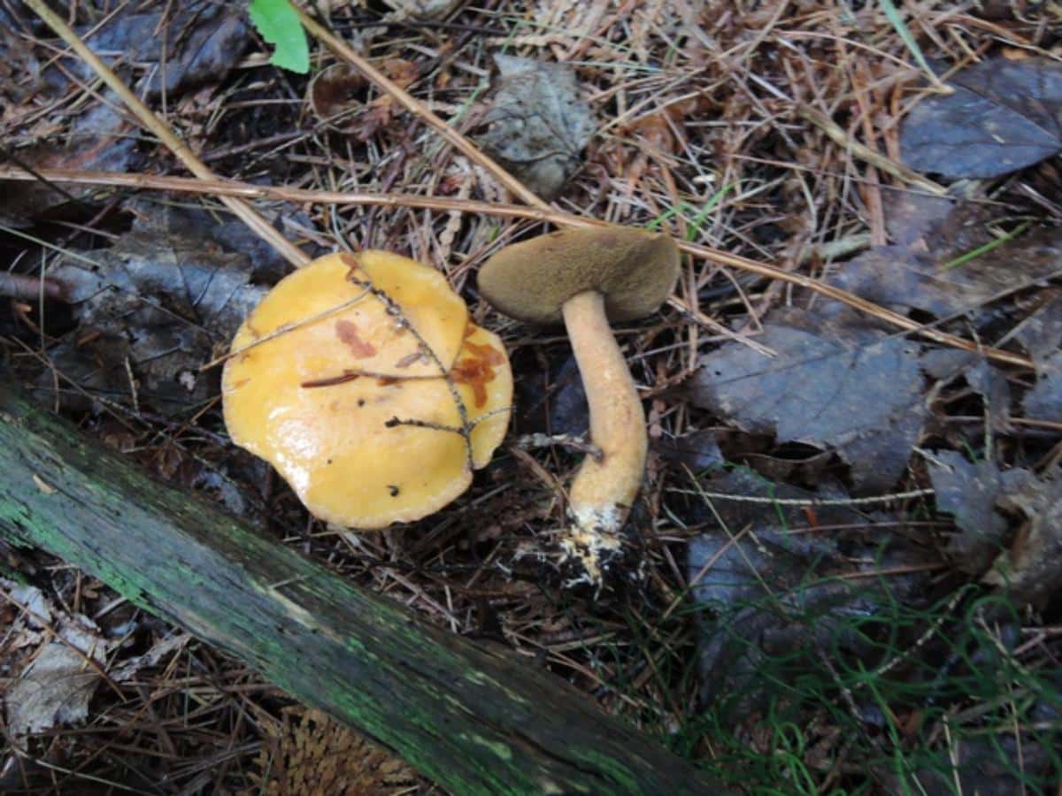 Spicy Suillus (Suillus punctipes)