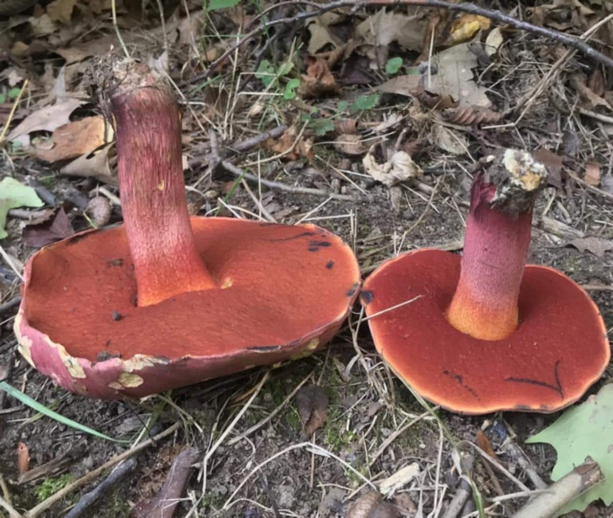 Rubroboletus rhodosanguineus