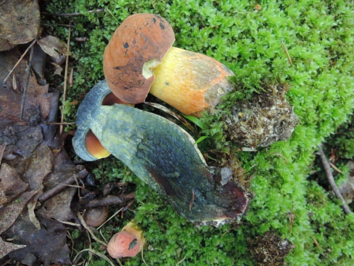 Boletus subvelutipes aka Neoboletus subvelutipes