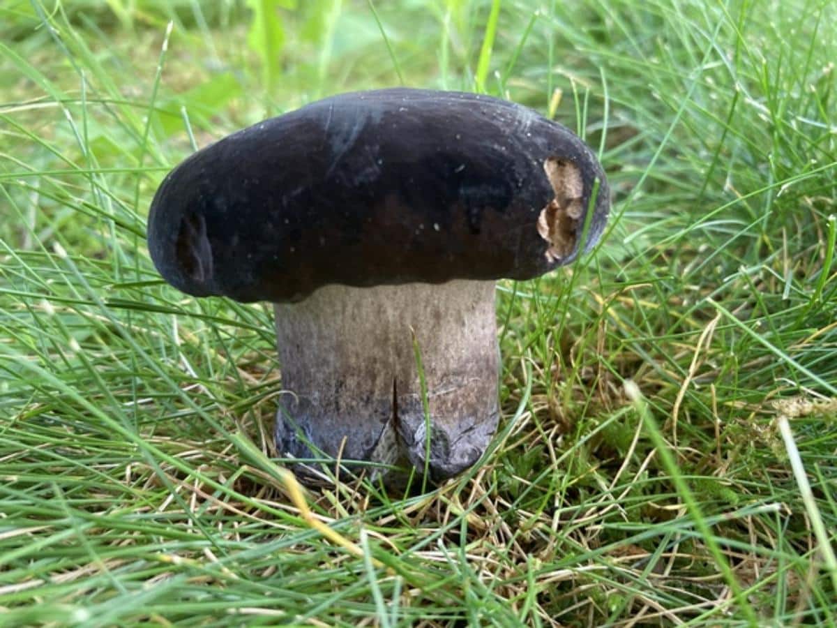 Black Velvet Bolete (Tylopilus alboater)