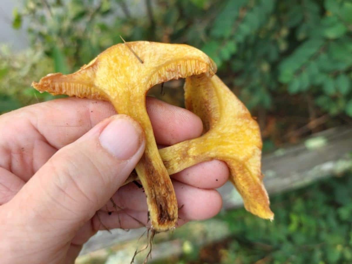 chicken fat suillus