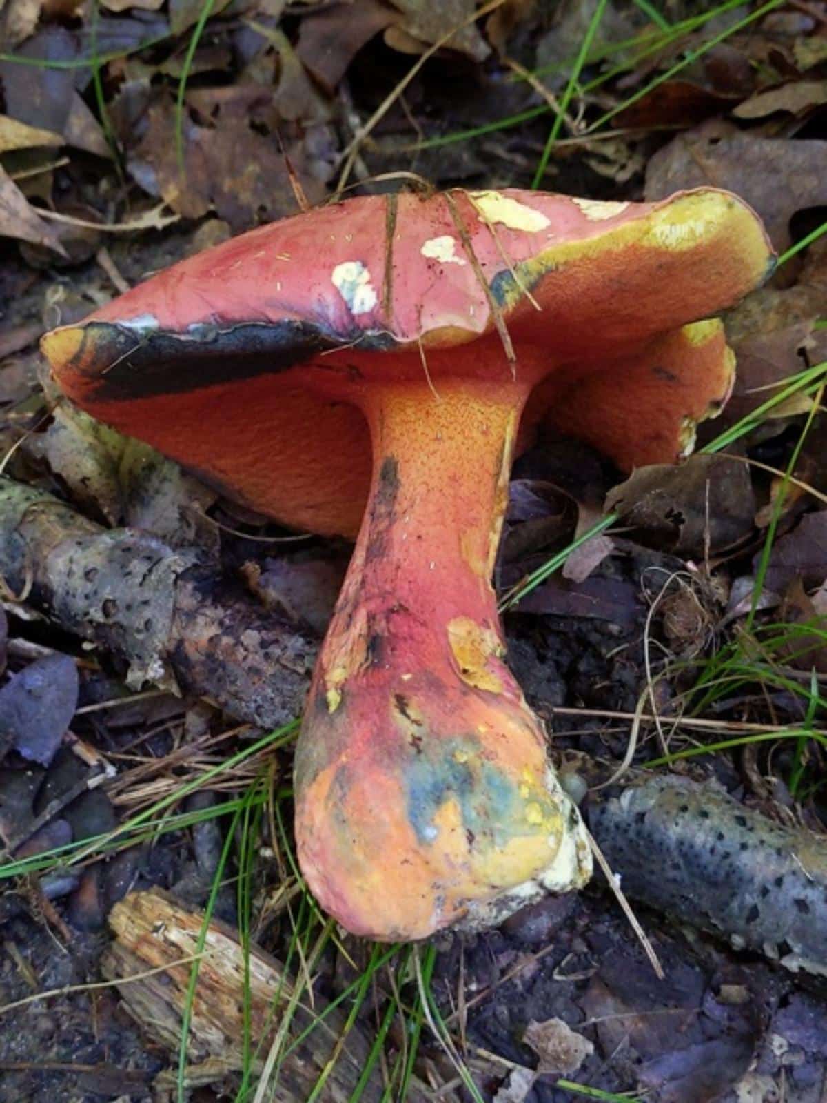 Perfumed Bolete (Boletus rhodosanguineus)