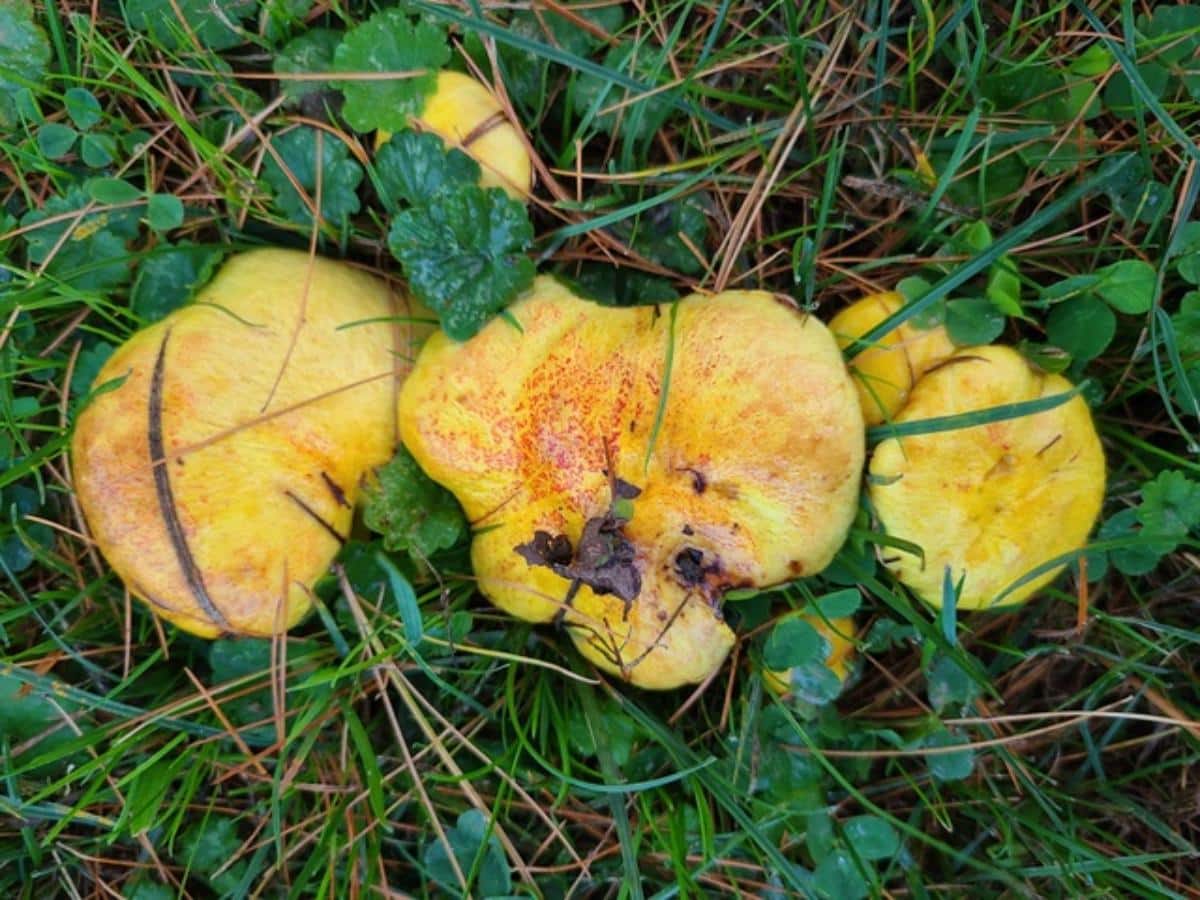 suillus americanus