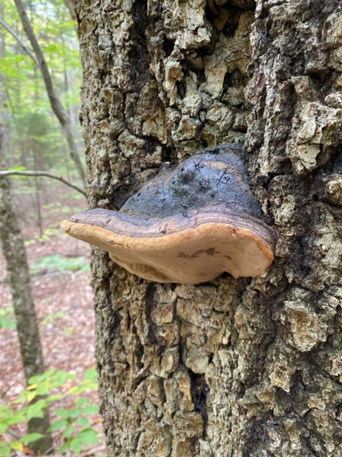 Phellinus igniarius