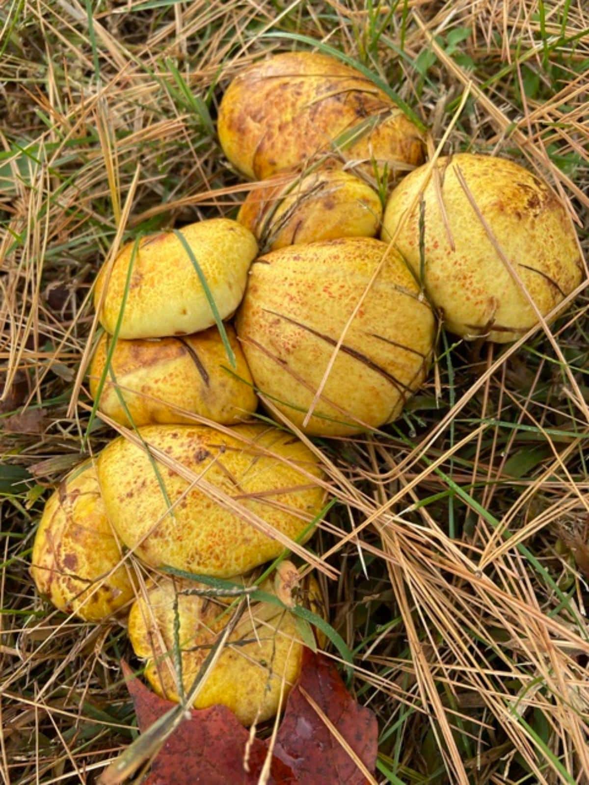 chicken fat suillus mushroom