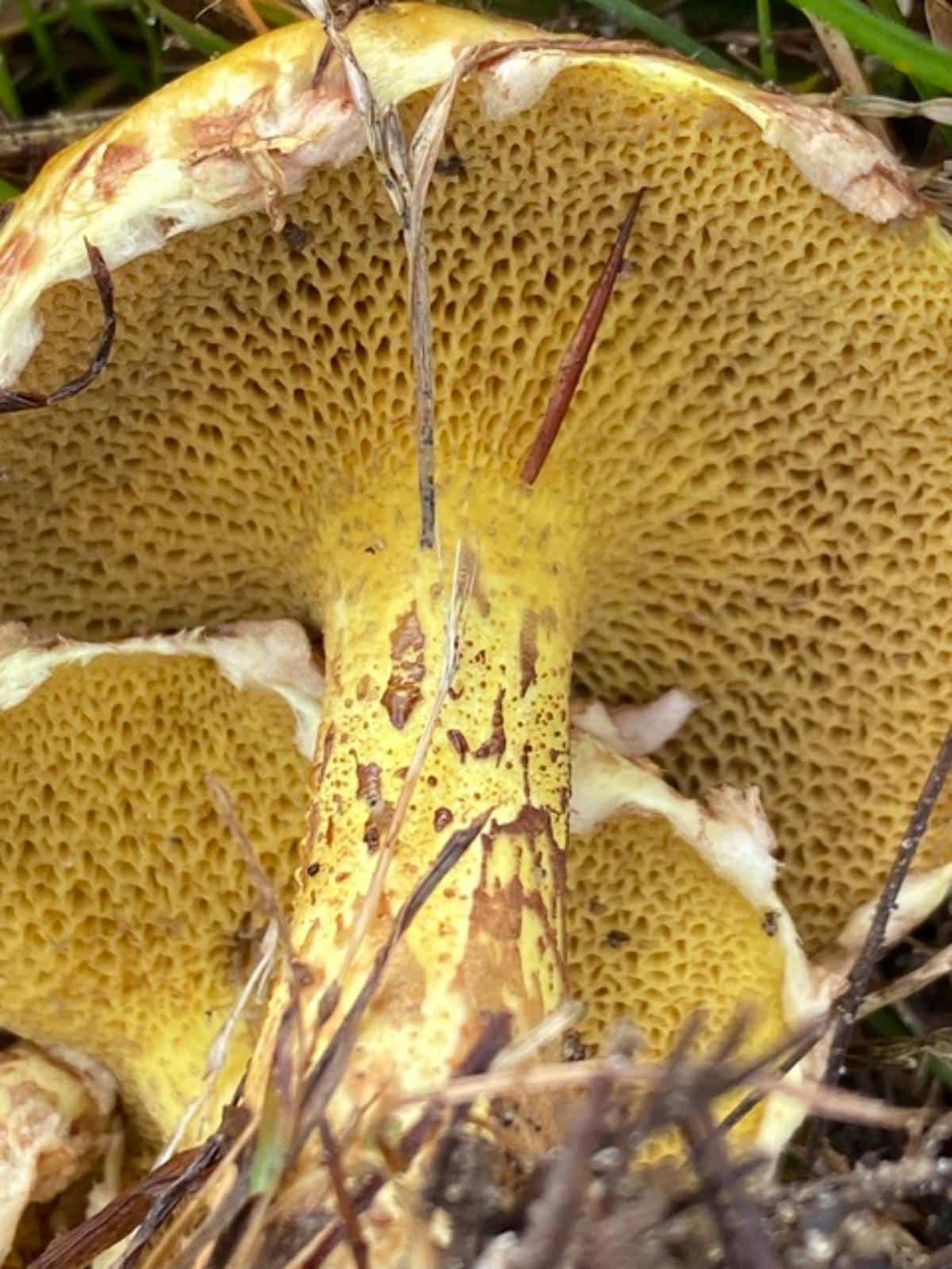 chicken fat bolete