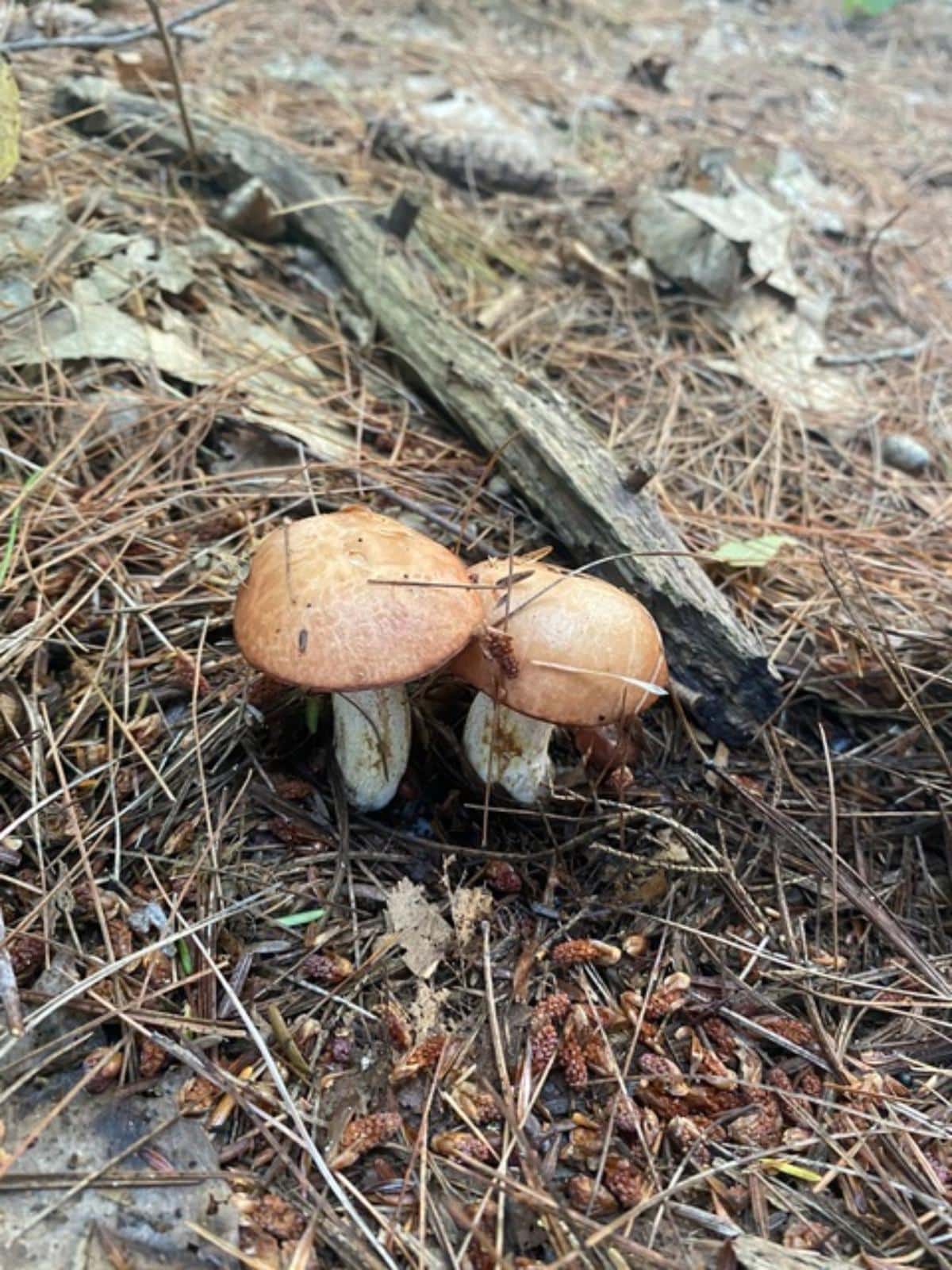 Butterball (Suillus weaverae)