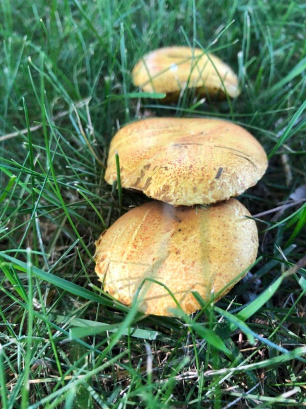 chicken fat mushroom bolete