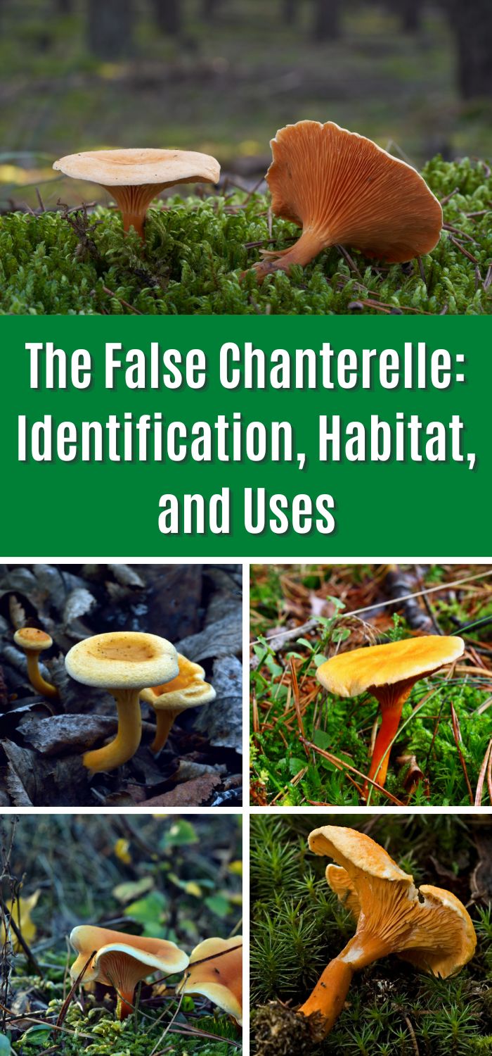 The False Chanterelle Identification, Habitat, and Uses Mushroom