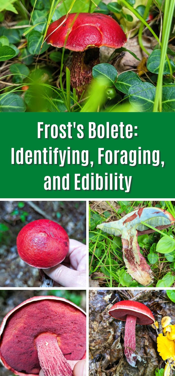Frost's Bolete Identifying, Foraging, and Edibility Mushroom