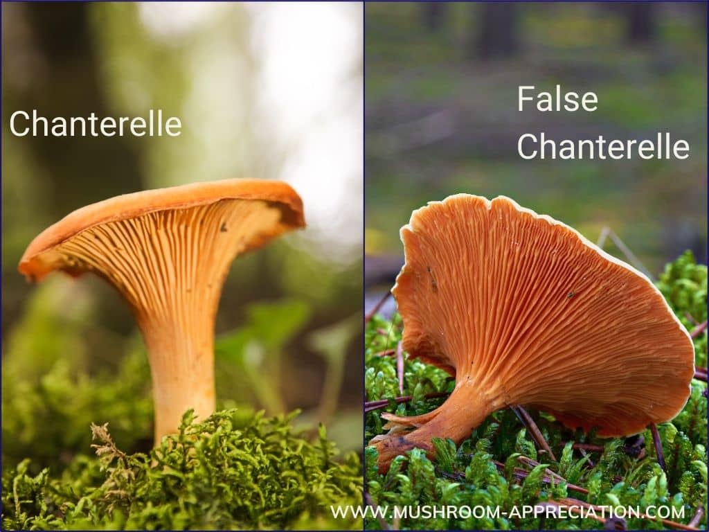 chanterelle and false chanterelle side by side
