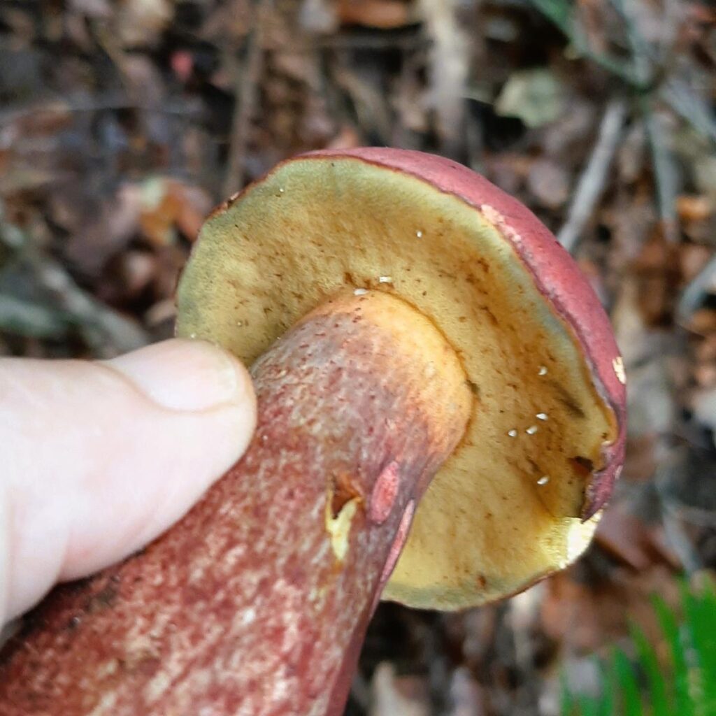 The Bicolor Bolete Identification, Foraging, and Edibility Mushroom