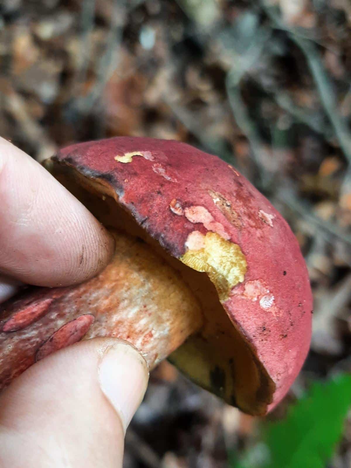 bicolor bolete cap