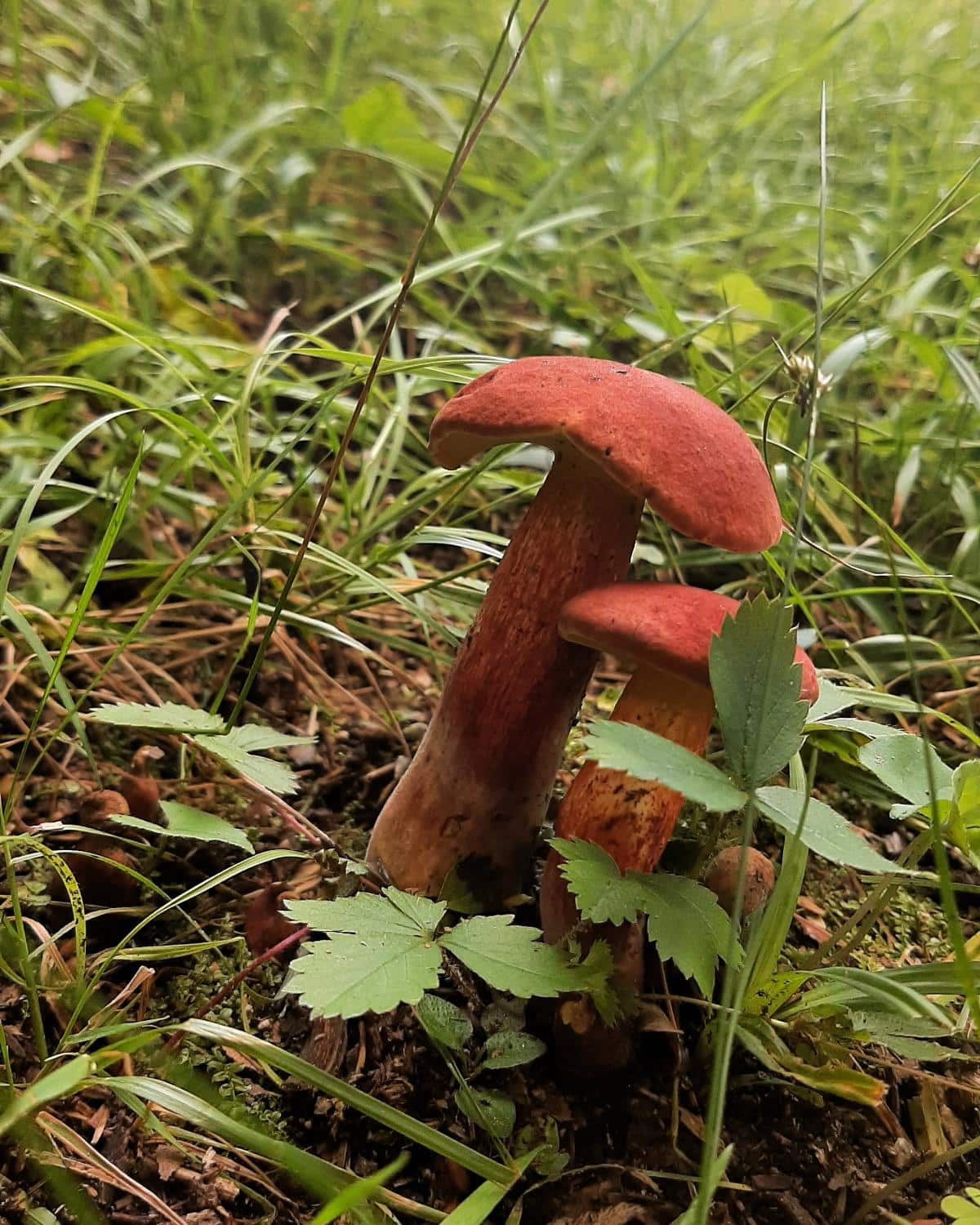 bicolor boletes