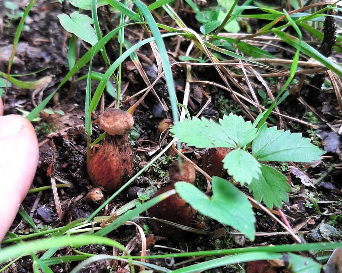 baby bicolor boletes