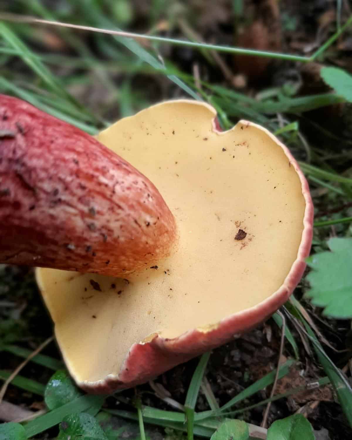 Baorangia bicolor