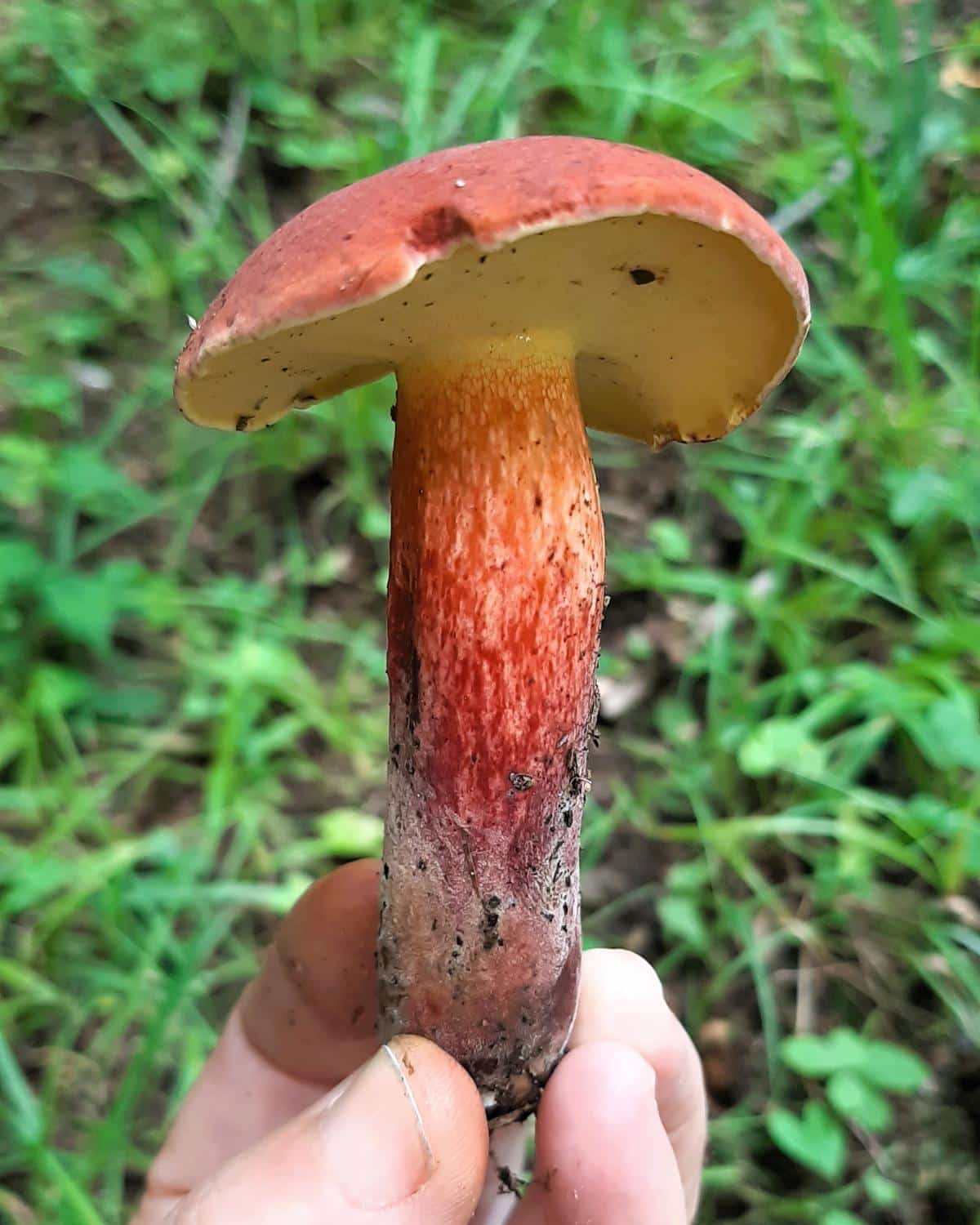 bicolor bolete