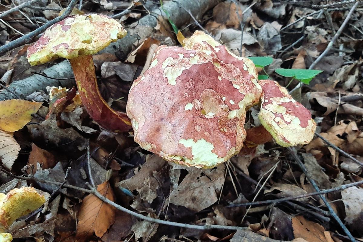 bicolor boletes mature