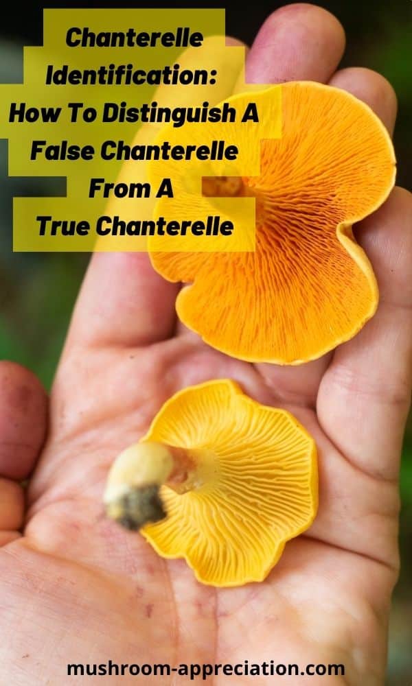 Chanterelle Identification How To Distinguish A False Chanterelle From