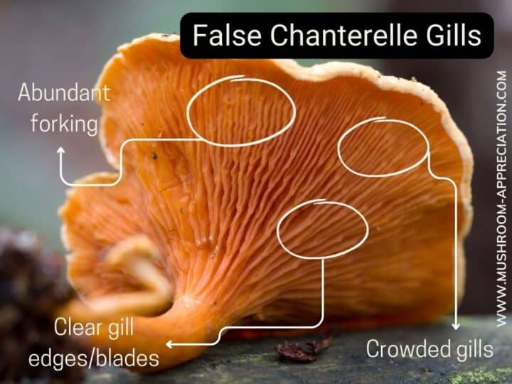 Chanterelle Identification How To Distinguish A False Chanterelle From