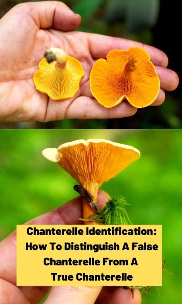 Chanterelle Identification How To Distinguish A False Chanterelle From