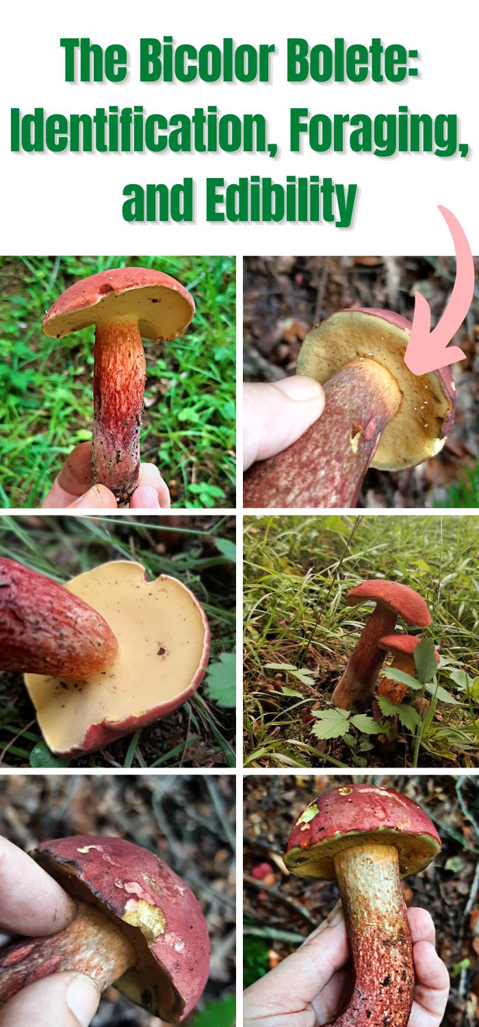 The Bicolor Bolete Identification, Foraging, and Edibility Mushroom