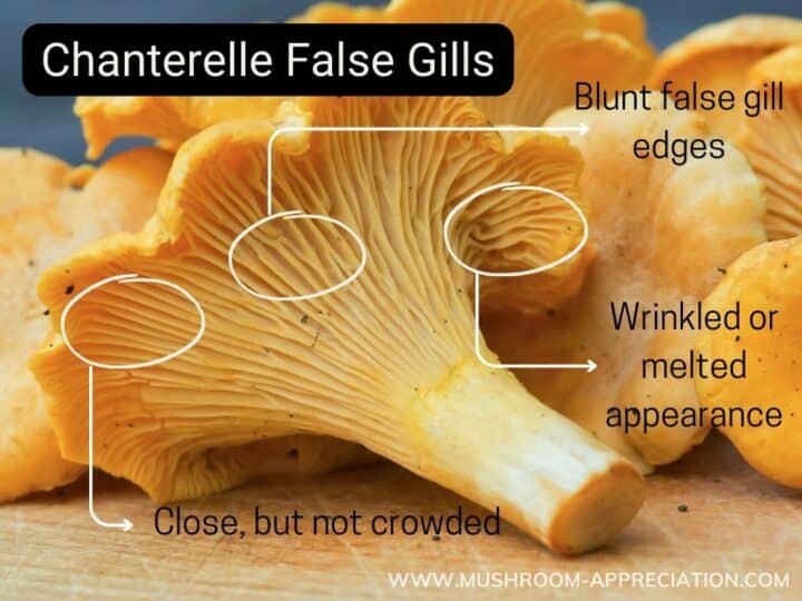 Chanterelle Identification How To Distinguish A False Chanterelle From