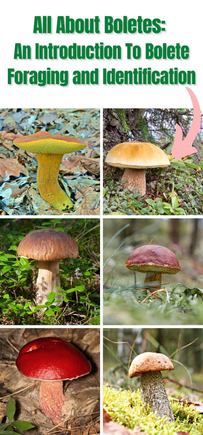 All About Boletes An Introduction To Bolete Foraging and