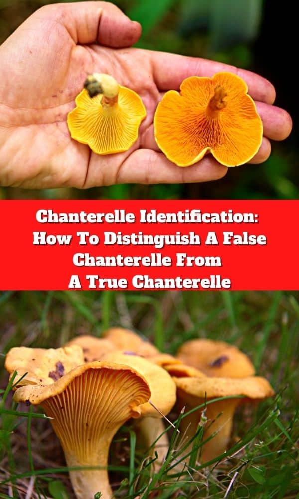 Chanterelle Identification How To Distinguish A False Chanterelle From
