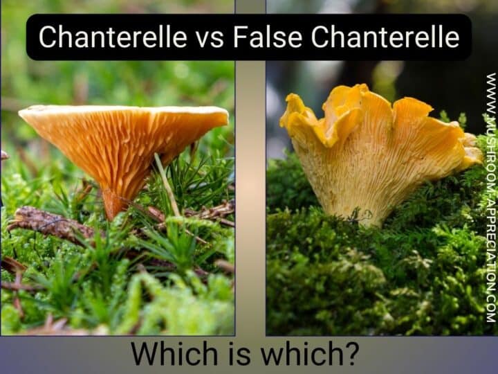 Chanterelle Identification How To Distinguish A False Chanterelle From