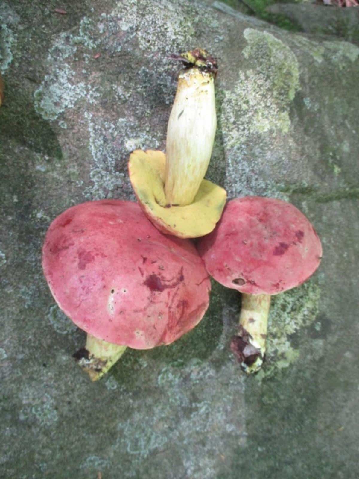 Boletus miniato-olivaceus