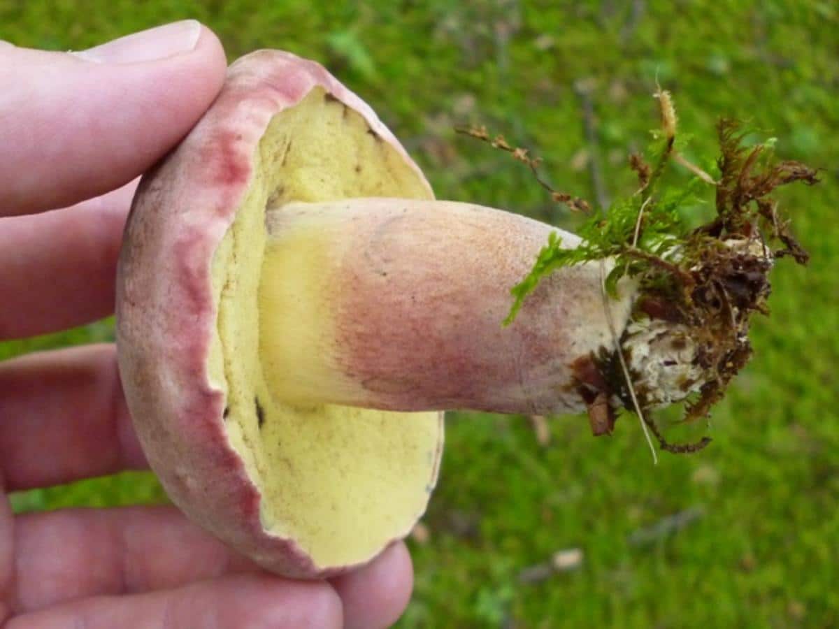 Caloboletus peckii aka Butyriboletus peckii aka Boletus peckii