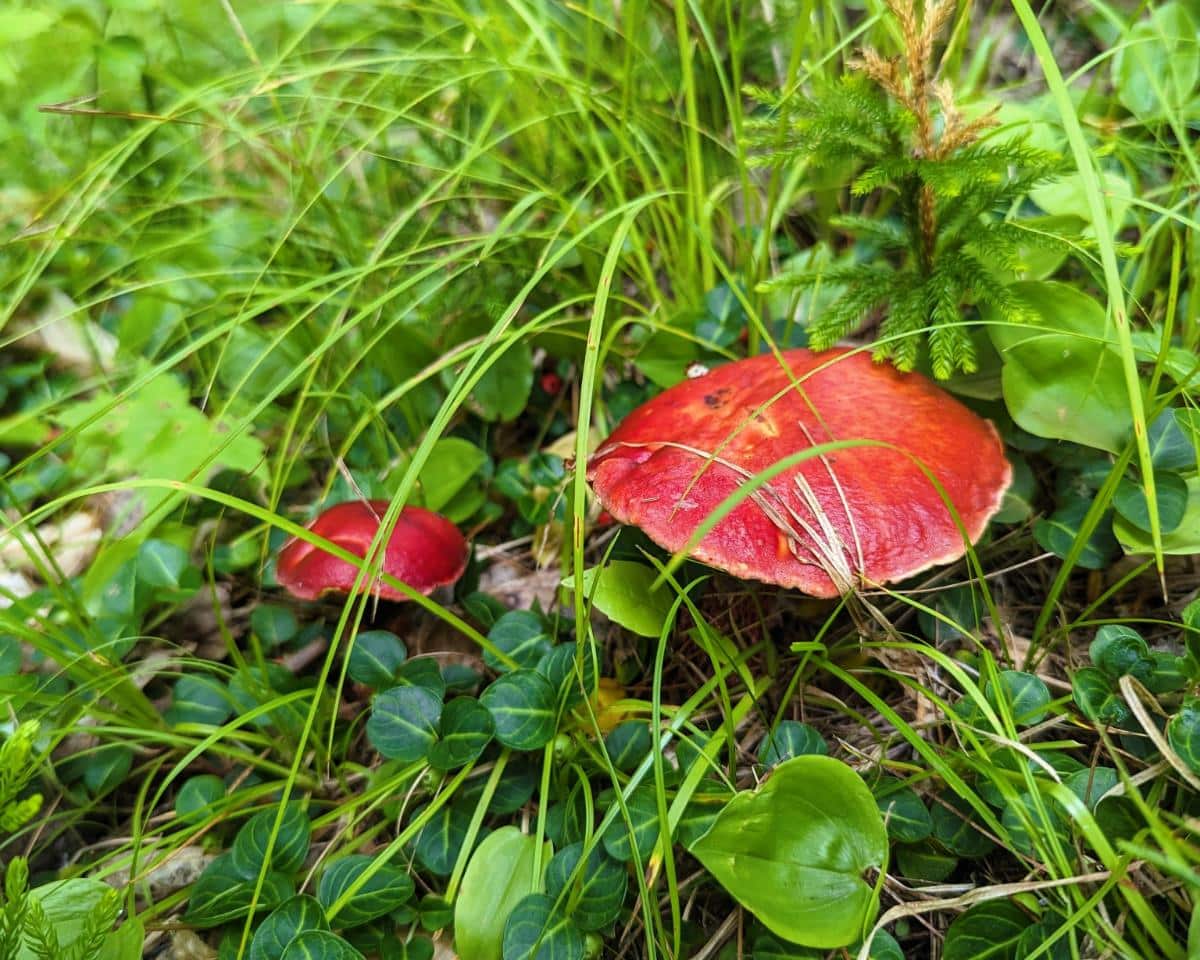 frosts bolete candy apple boletes