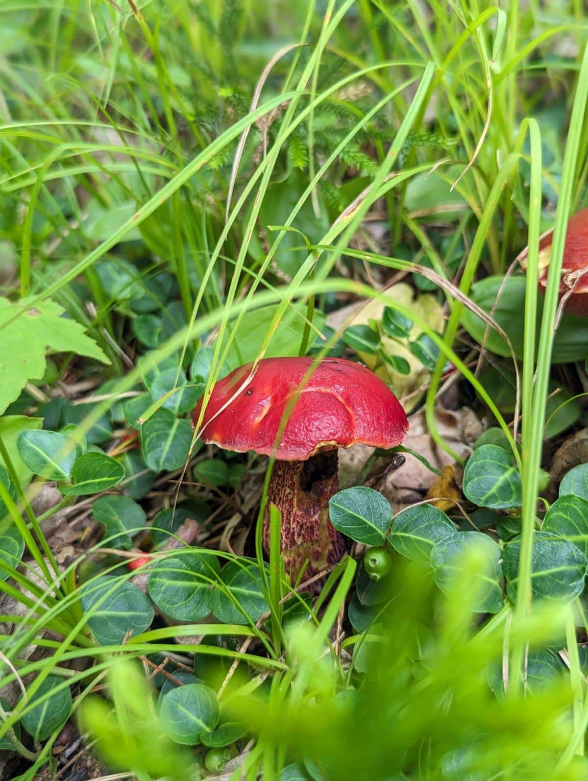 Exsudoporus frostii