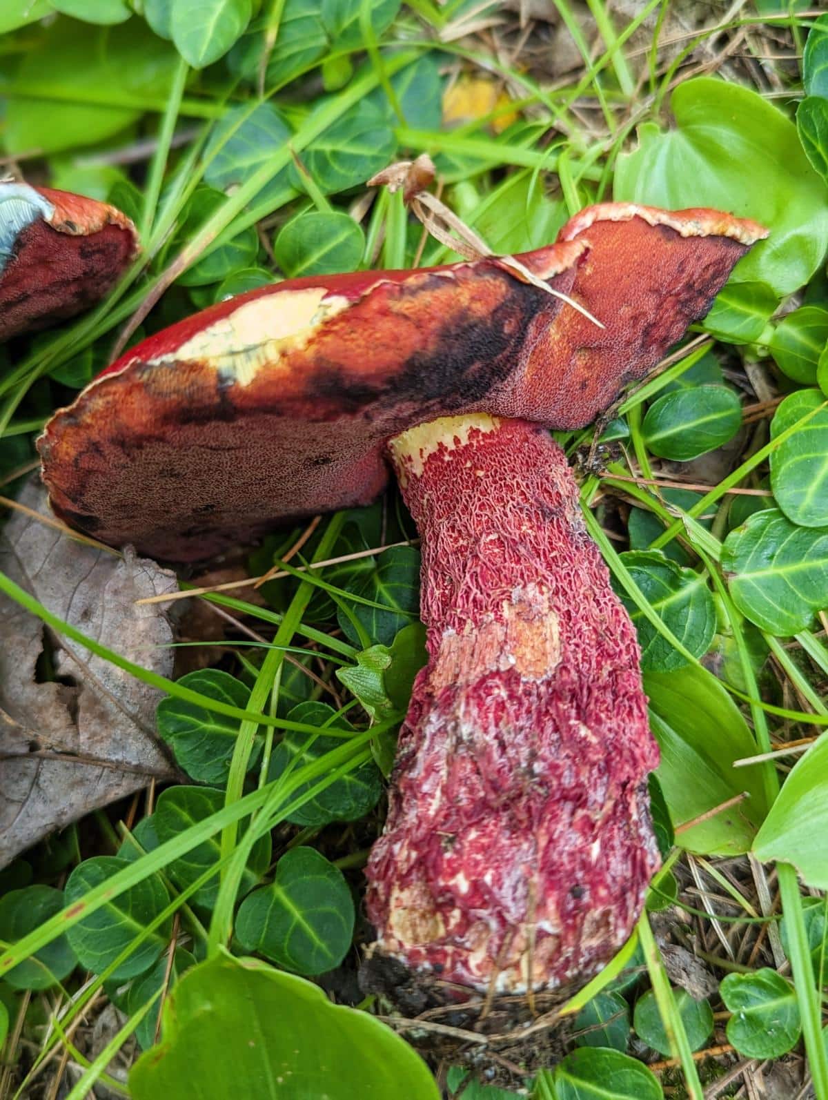 candy apple bolete stem reticulation