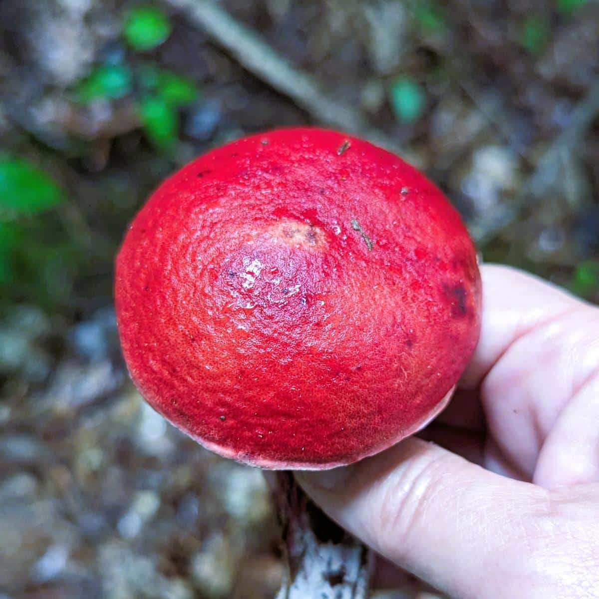 Exsudoporus frostii