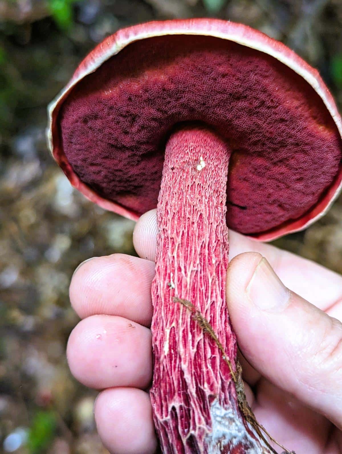 stem of candy apple bolete